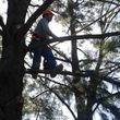 Photo #5: 🍃 Tree Service - Free Bids 