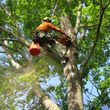 Photo #1: Tree Service