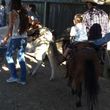 Photo #5: Pony & Petting Zoo Parties Mobile We Come To Your Location