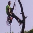 Photo #1: Mark's Tree Service