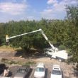 Photo #2: ++ Affordable Tree Service ++