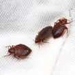 Photo #4: Bed Bug HEAT Extermination / Lowest Price / Guarantee