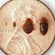 Photo #5: Bed Bug HEAT Extermination / Lowest Price / Guarantee
