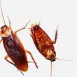 Photo #2: Best Price Pest Control: Kill Roaches; 2 TREATMENTS; 4 MONTH GUARANTE