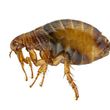 Photo #6: Best Price Pest Control: Kill Roaches; 2 TREATMENTS; 4 MONTH GUARANTE