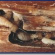 Photo #2: Best termite solutions, Termite exterminator free estimates, wood repa
