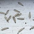 Photo #11: Quality Termite and Pest Control Services At A Fraction Of The Price