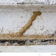Photo #13: Quality Termite and Pest Control Services At A Fraction Of The Price