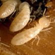 Photo #14: Quality Termite and Pest Control Services At A Fraction Of The Price