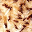 Photo #16: Quality Termite and Pest Control Services At A Fraction Of The Price