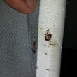 Photo #1: Bed Bug Heat Treatments -- Bed Bugs, Bed Bug Exterminator