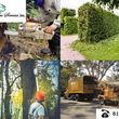 Photo #1: YOUR WAY TREE SERVICE - Protecting Your Property with Tree Removal