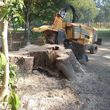 Photo #3: STUMP GRINDING  ***ALL AREAS****INSURED, LOW RATES