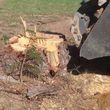 Photo #11: STUMP GRINDING  ***ALL AREAS****INSURED, LOW RATES