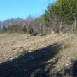 Photo #6: Land Clearing-Forestry Mulching-Extreme Bush-hogging