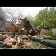 Photo #4: Tree service Family owned ~ Arborist ~Stump grinding  ~24 hour emergency tree se