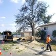 Photo #6: Tree Trimming Tree Removal Palm🌳🌴 Tree Trimming Palm Tree Remova