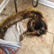 Photo #3: Drain Cleaning,Plumber,Plumbing,Landlords,Homeowners,Realtors
