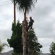 Photo #2: 🏡 Tree Trimming - Yard Cleanups - Landscaping - Gardening 🏡