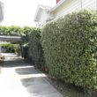 Photo #8: 🏡 Tree Trimming - Yard Cleanups - Landscaping - Gardening 🏡