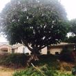 Photo #11: 🏡 Tree Trimming - Yard Cleanups - Landscaping - Gardening 🏡