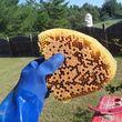 Photo #7: Live honey bee relocation