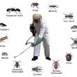Photo #1: Termites and pest control