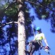 Photo #1: AAA TREE SERVICE