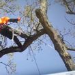 Photo #2: AAA TREE SERVICE
