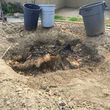Photo #7: Tree Removal *Stump Removal*Tree Trimming