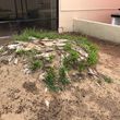 Photo #9: Tree Removal *Stump Removal*Tree Trimming