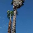 Photo #1: Low cost tree and palm tree trimming/ why pay more?