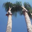 Photo #4: Low cost tree and palm tree trimming/ why pay more?