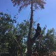 Photo #6: Tree Trimming & Removal 🌴🌳🌲Summer Special🌤