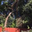 Photo #10: Tree Trimming & Removal 🌴🌳🌲Summer Special🌤