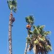 Photo #2: Experienced & Affordable Tree Service- Trimming & Removal -10% Off Dis