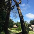Photo #2: Roberts tree care. Trimming and Removal