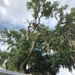 Photo #5: Roberts tree care. Trimming and Removal