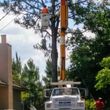 Photo #5: CHEAPEST TREE SERVICE, TREE TRIMMING, TREE REMOVAL AROUND!