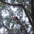 Photo #11: CHEAPEST TREE SERVICE, TREE TRIMMING, TREE REMOVAL AROUND!