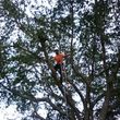 Photo #12: CHEAPEST TREE SERVICE, TREE TRIMMING, TREE REMOVAL AROUND!
