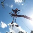 Photo #14: CHEAPEST TREE SERVICE, TREE TRIMMING, TREE REMOVAL AROUND!