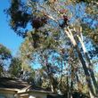 Photo #18: CHEAPEST TREE SERVICE, TREE TRIMMING, TREE REMOVAL AROUND!