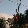 Photo #21: CHEAPEST TREE SERVICE, TREE TRIMMING, TREE REMOVAL AROUND!