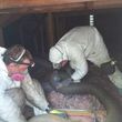 Photo #7: Pest control, Rats, insulation, and mold