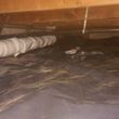 Photo #14: Pest control, Rats, insulation, and mold