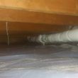 Photo #15: Pest control, Rats, insulation, and mold