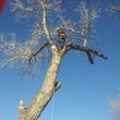 Photo #16: ANTONIO'S TREE SERVICE AND LANDSCAPING !!