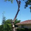Photo #13: ANTONIO'S TREE SERVICE AND LANDSCAPING !!