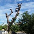 Photo #11: ANTONIO'S TREE SERVICE AND LANDSCAPING !!